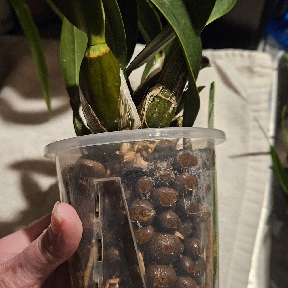Dendrobium speciosum var penduculatum Real Orchid Plant - Picture 4 of 5